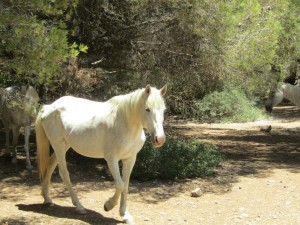 IMG_7485 (Medium)